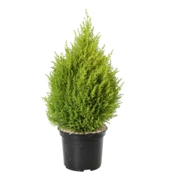 NA Conifères | Cupressus 'Goldcrest Wilma' pot 3L