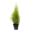 NA Fleurs De Saison | Cupressus macrocarpa Goldcrest : pot d.13cm
