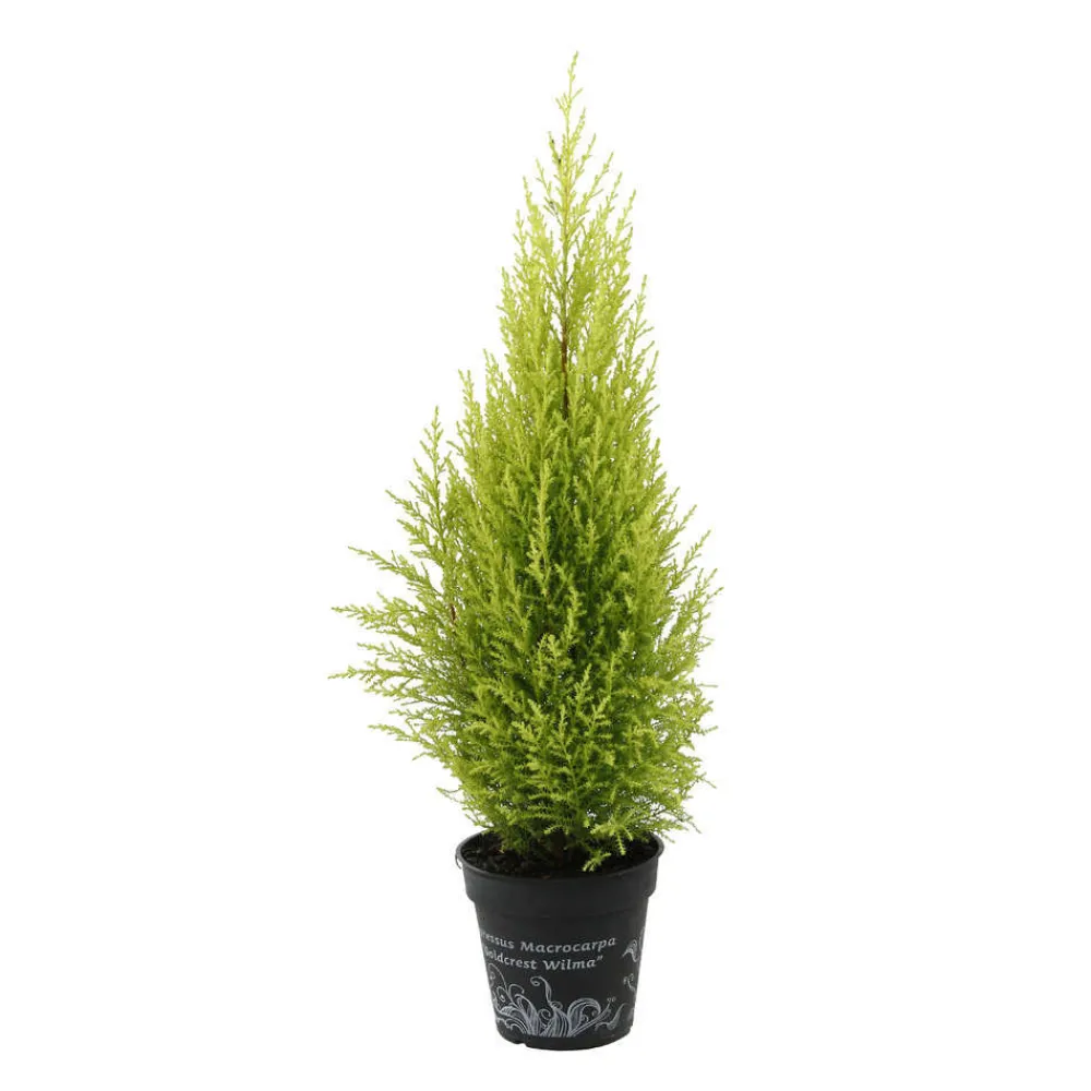 NA Fleurs De Saison | Cupressus macrocarpa Goldcrest : pot d.13cm
