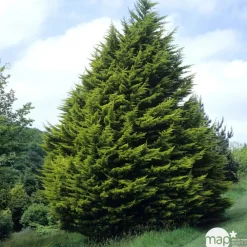 NA Fleurs De Saison | Cupressus macrocarpa Goldcrest : pot d.13cm