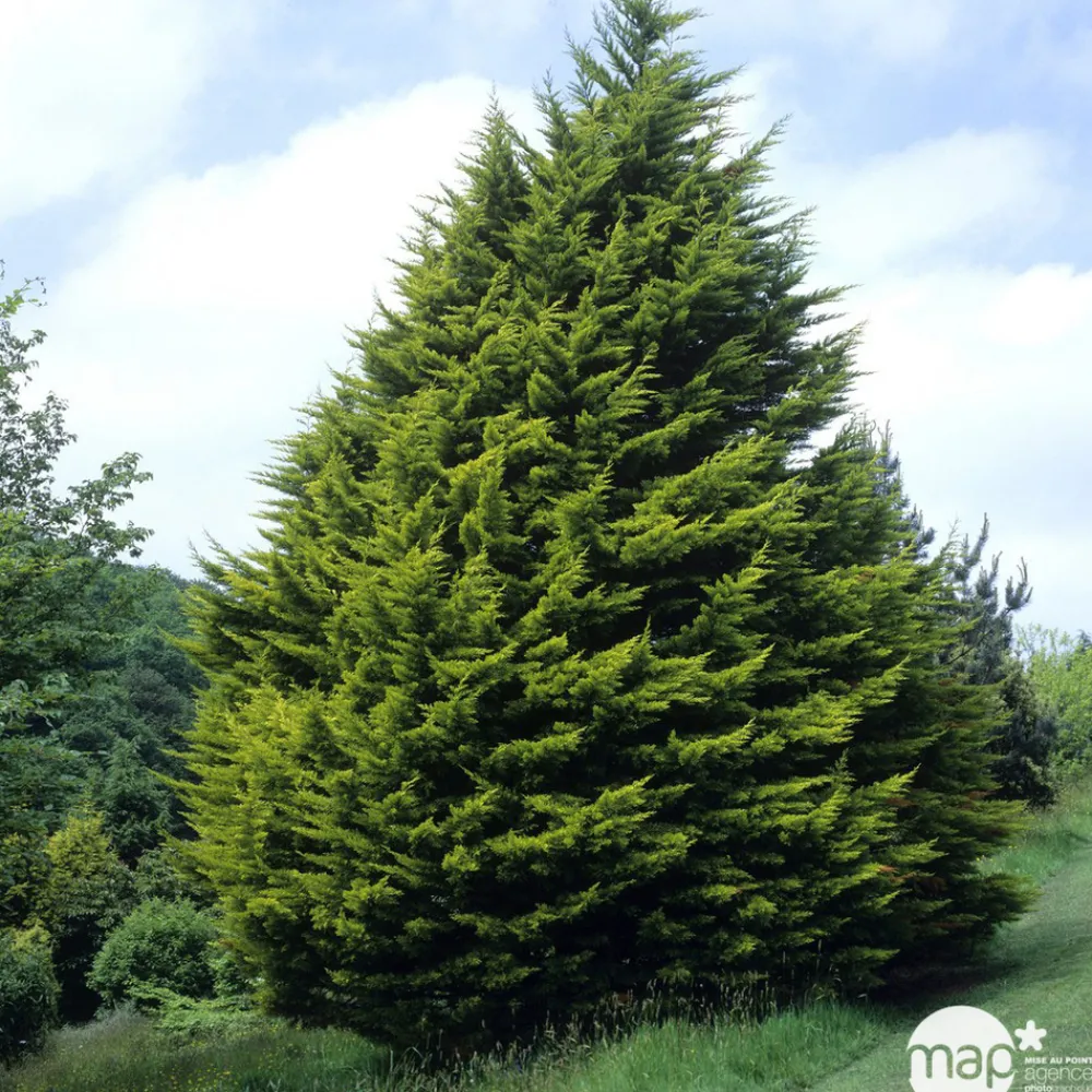 NA Fleurs De Saison | Cupressus macrocarpa Goldcrest : pot d.13cm
