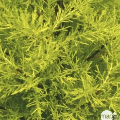 NA Fleurs De Saison | Cupressus macrocarpa Goldcrest : pot d.13cm