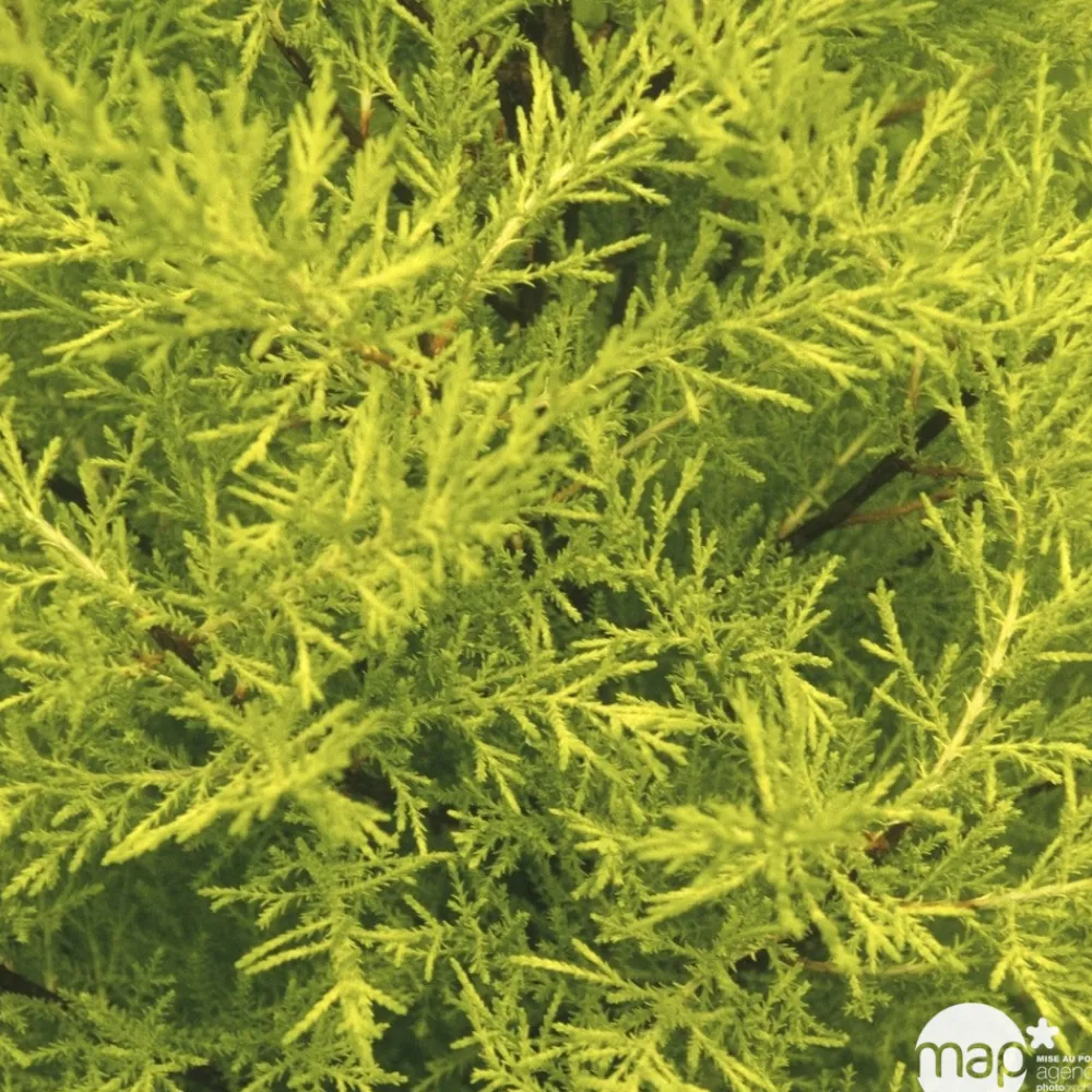 NA Fleurs De Saison | Cupressus macrocarpa Goldcrest : pot d.13cm