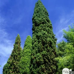 NA Conifères | Cupressus sempervirens : hauteur 140/150 cm conteneur 5 Litres