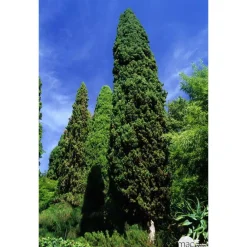 NA Conifères | Cupressus sempervirens : hauteur 140/150 cm conteneur 5 Litres