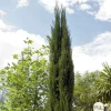 NA Conifères | Cupressus Sempervirens Stricta : H. 200/250cm