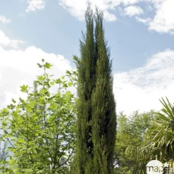 NA Conifères | Cupressus Sempervirens Stricta : H. 200/250cm
