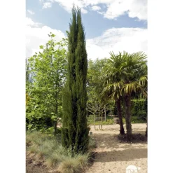 NA Conifères | Cupressus Sempervirens Stricta : H. 200/250cm