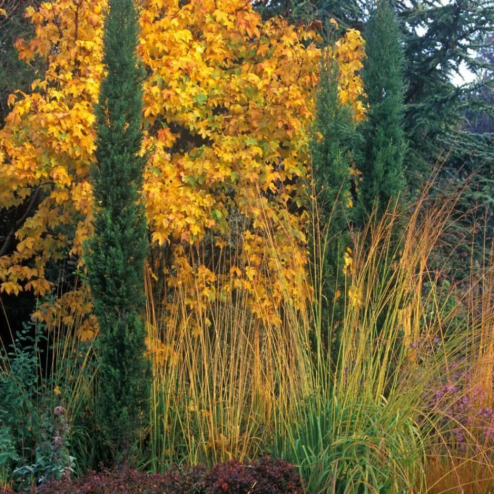 NA Cupressus Sempervirens Totem : hauteur 80/100 cm, pot 10 L Online