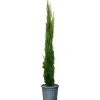 NA Conifères | Cupressus Totem : pot de 18L