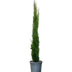 NA Conifères | Cupressus Totem : pot de 18L