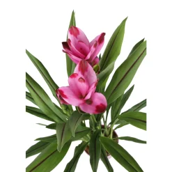 NA Plantes Fleuries | Curcuma 'Siam Splash' H50cm, pot D13cm