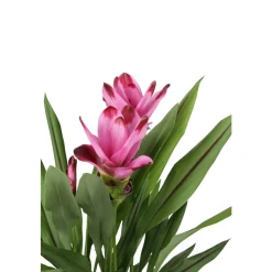 NA Plantes Fleuries | Curcuma 'Siam Splash' H50cm, pot D13cm