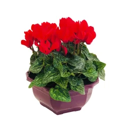 NA Cyclamen mini en coupe Outlet