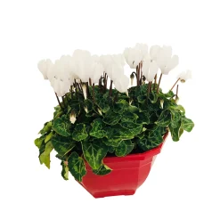NA Cyclamen mini en coupe Outlet