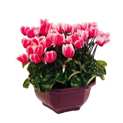 NA Cyclamen mini en coupe Outlet