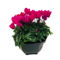 NA Cyclamen mini en coupe Outlet