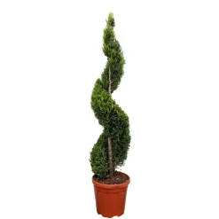 NA Conifères | Cyprès de Lambert (Cupressus macrocarpa) 'Goldcrest' - pot 18L