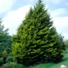 NA Cyprès de Monterey (Cupressus macrocarpa) 'Wilma' 40/50 : pot 3L Best