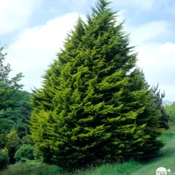 NA Cyprès de Monterey (Cupressus macrocarpa) 'Wilma' 40/50 : pot 3L Best