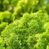 NA Conifères | Cyprès du Japon - Chamaecyparis obtusa- 25/30 : pot 3L