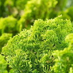 NA Conifères | Cyprès du Japon - Chamaecyparis obtusa- 25/30 : pot 3L