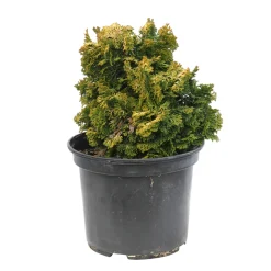 NA Conifères | Cyprès du Japon - Chamaecyparis obtusa- 25/30 : pot 3L