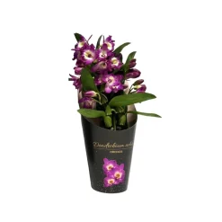 NA Orchidées | Dendrobium 'Bouquet Purple Rain' - Pot D 12cm - H 35cm
