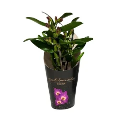 NA Orchidées | Dendrobium 'Bouquet Purple Rain' - Pot D 12cm - H 35cm