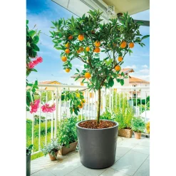 Deroma Pots Et Jardinières | - Pot Vaso Millennium, à réserve d'eau, coloris anthracite - D.59cm