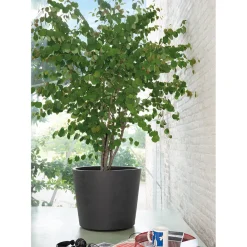 Deroma Pots Et Jardinières | - Pot Vaso Millennium, à réserve d'eau, coloris anthracite - D.59cm
