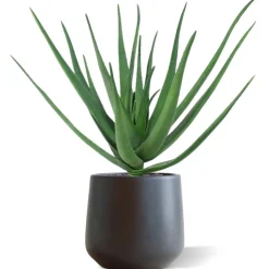 Design Plants - Bouquet d'aloès artificiel deluxe 60 cm Clearance