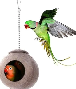 Downypaws - Boîte d'oiseau en coque de noix de coco pour la reproduction et la décoration clauses en chaîne Sale