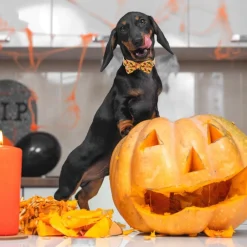 Downypaws Colliers, Laisses Et Vêtements | - Collier pour chien d'halloween avec motifs de citrouille, fantôme et chauve - souris taille m : 2,0*50cm jaune