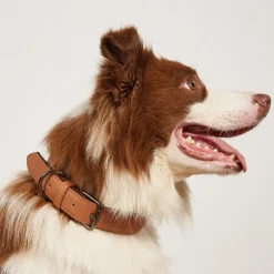 Downypaws - Collier réglable en cuir marron imperméable pour chiens de petite et moyenne taille Outlet