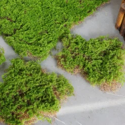 Downypaws Plantes Artificielles | - Feuille de mousse artificielle en peluche 20×20 cm*2 pièces