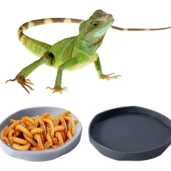 Downypaws - Gamelles à eau - lot de 4, motif dragon barbu, peu profond et plat, plastique Outlet