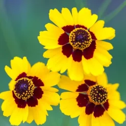 Downypaws Graines De Fleurs | - Graines de chrysanthemum montagnard à deux couleurs (jaune et rouge) 5 paquets
