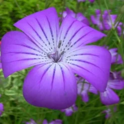 Downypaws Graines De Fleurs | - Graines de fleurs agrostemma githago rose-violet environ 100 grains * 5 sachets