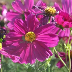 Downypaws - Graines de fleurs cosmos bipinnatus 100 grains * 5 sachets Online