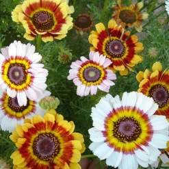 Downypaws - Graines de fleurs chrysantème annuel mixte, environ 400 graines par paquet, 5 paquets Online