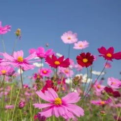 Downypaws Graines De Fleurs | - Graines de fleurs cosmos multicolores, environ 110 graines par paquet, 5 paquets