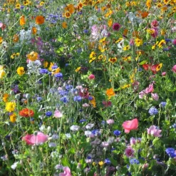 Downypaws Graines De Fleurs | - Graines de fleurs, combinaison de graines d'herbes fleuries, environ 1000 graines par paquet, 5 paquets