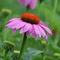 Downypaws Graines De Fleurs | - Graines de fleurs echinacea purpurea violettes environ 250 grains * 5 sachets