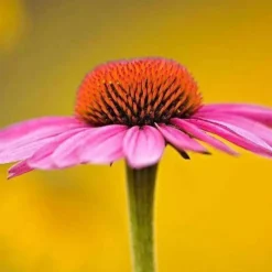 Downypaws Graines De Fleurs | - Graines de fleurs echinacea purpurea violettes environ 250 grains * 5 sachets