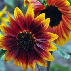 Downypaws Graines De Fleurs | - Graines de fleurs, graines de tournesol multicolore, environ 40 graines par paquet, 5 paquets