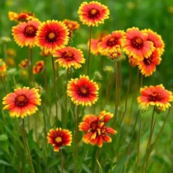 Downypaws Graines De Fleurs | - Graines de fleurs, graines d'gaillardia aristata à deux couleurs environ 220 graines par paquet, 5 paquets