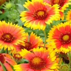 Downypaws Graines De Fleurs | - Graines de fleurs, graines d'gaillardia aristata à deux couleurs environ 220 graines par paquet, 5 paquets