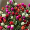 Downypaws - Graines de fleurs gomphrena globosa couleurs mélangées environ 200 grains * 5 sachets Online