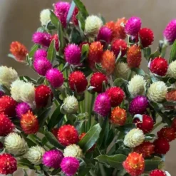 Downypaws - Graines de fleurs gomphrena globosa couleurs mélangées environ 200 grains * 5 sachets Online